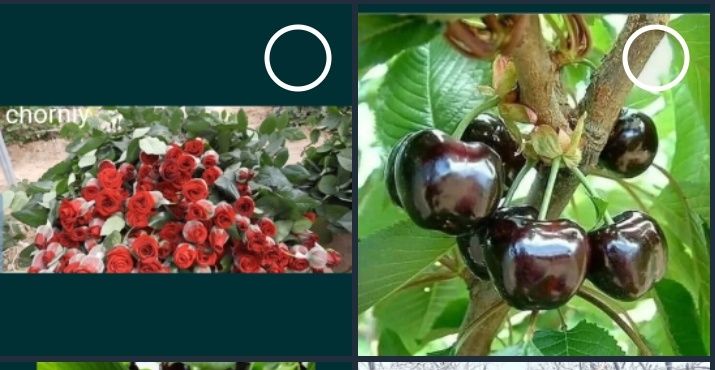 Atirgul va gilos koʻchatlari