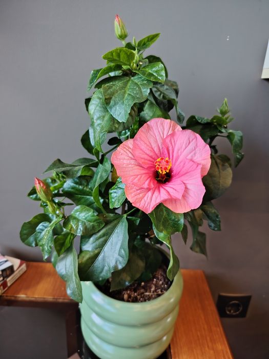 Розов.  Хибискус