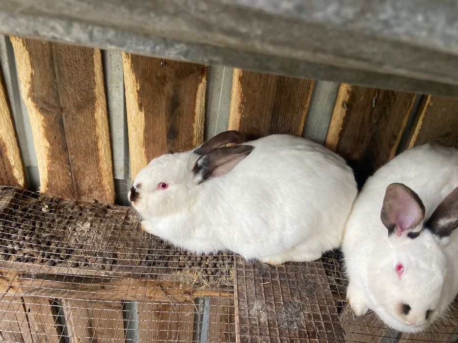 Кролик срочно продам