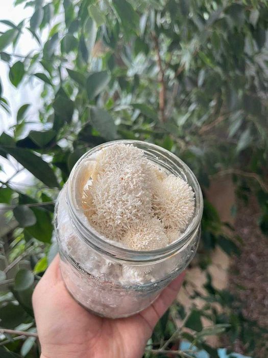 100 грамм Ежовик Гребенчатый