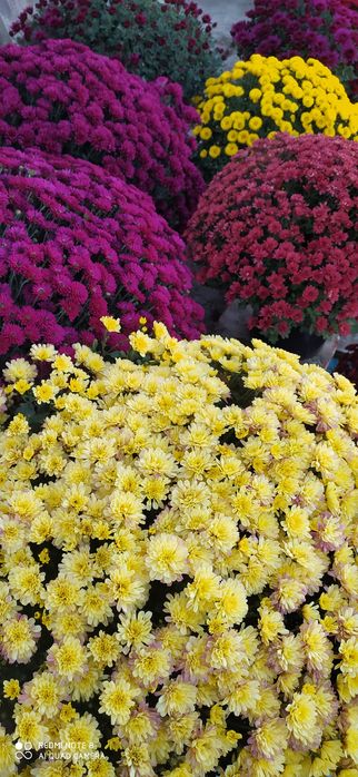 Хризантемы мультифлора