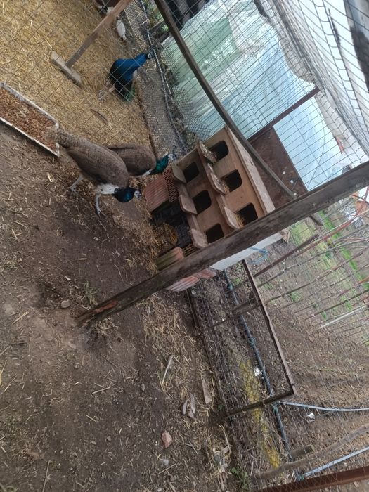 Vând 2 pauni masculi de 1an