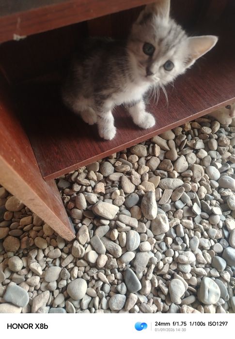 Отдам даром котят