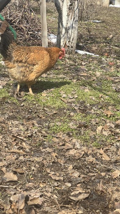 Продам курицу и петуха