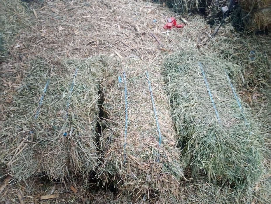 Baloti lucerna  si fan