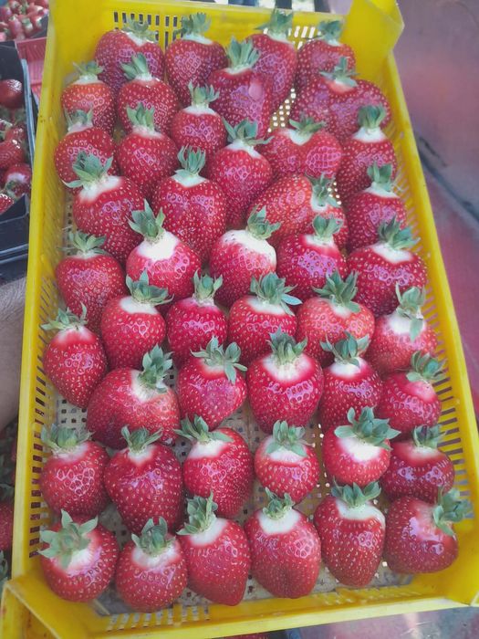 Здравей те продавам качествен расад ягоди и малини