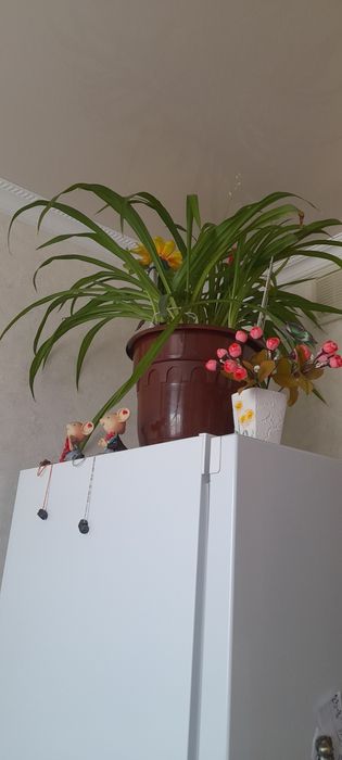 Комнатные цветы 10000