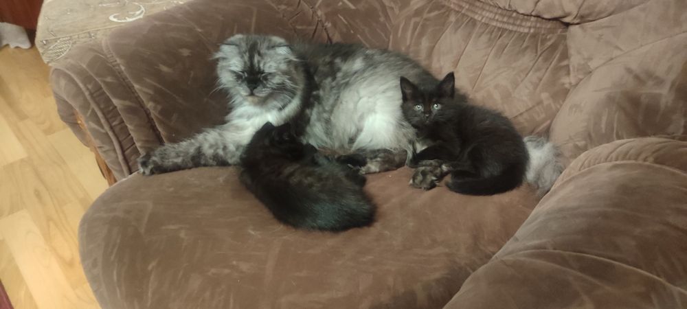 Милые и смышленные котята