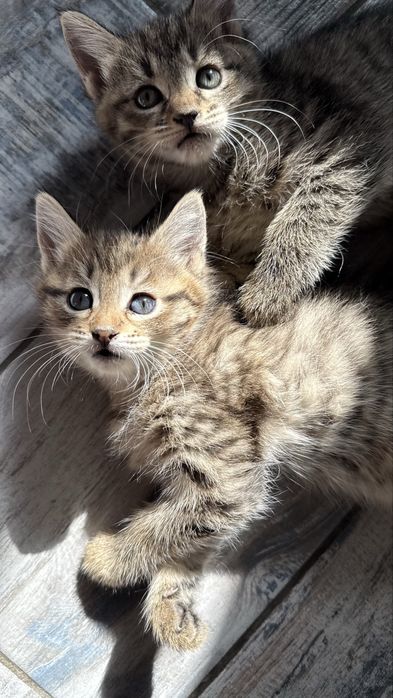 Котята в добрые руки девочки