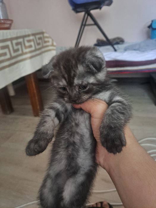 Британские кошки