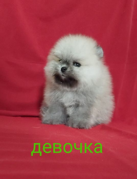 Мини шпицы разных окрасов мальчики и девочки