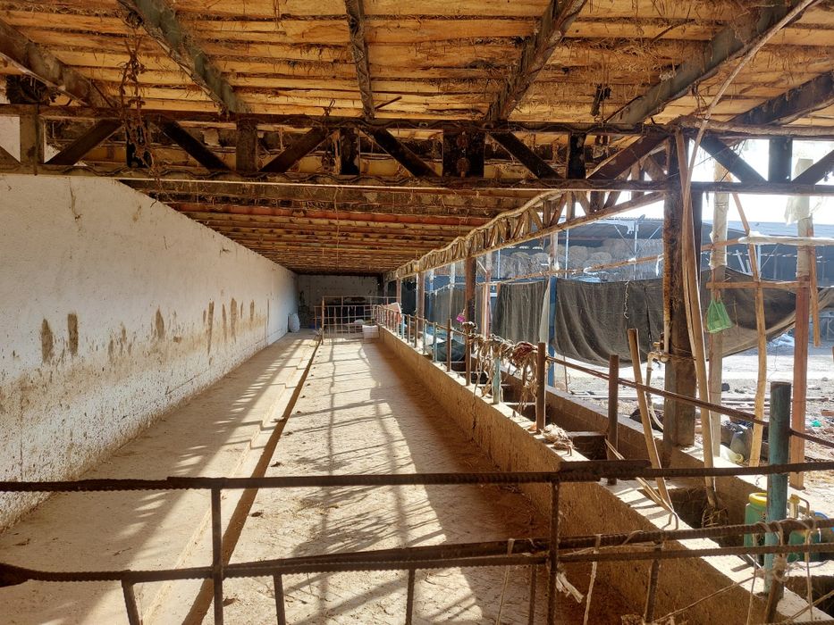 Tayor ferma sotiladi