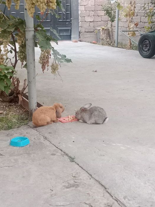 Продажа дача участок Янгиюль 6 соток  Дом 2 комнаты Заезд для авто