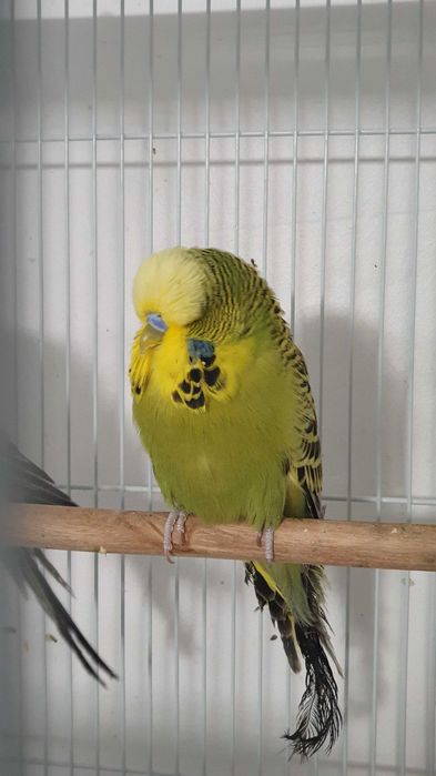 Perusi standard - Un baiat olive green si o femela light green -12luni