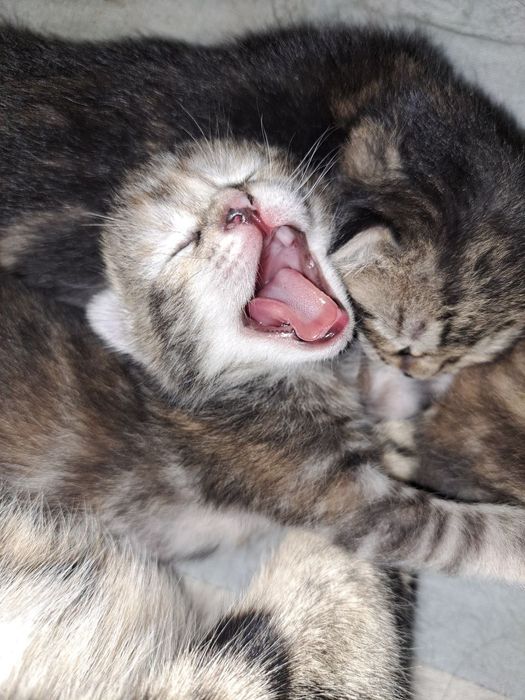 Мушук боллари 1ярим ойлик