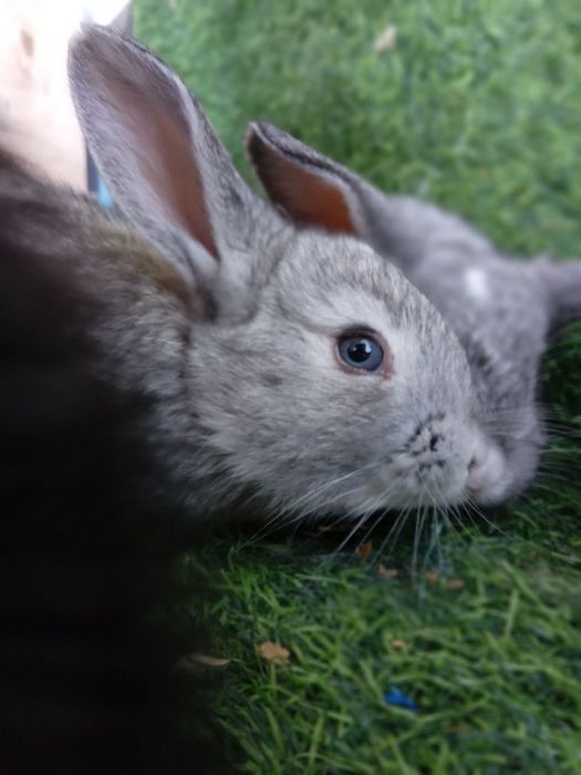 Flandr Quyon bolalari velikan zotdor