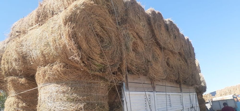 сено люцерна жоношка урлон жоношка