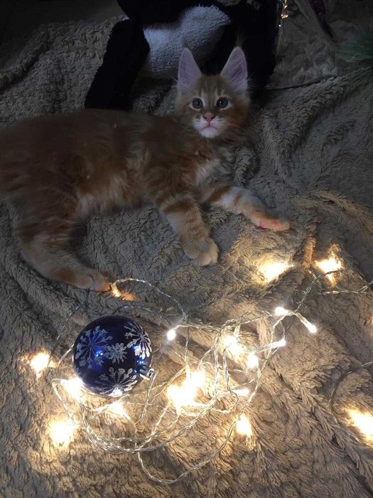 Котята Мейн кун!!!