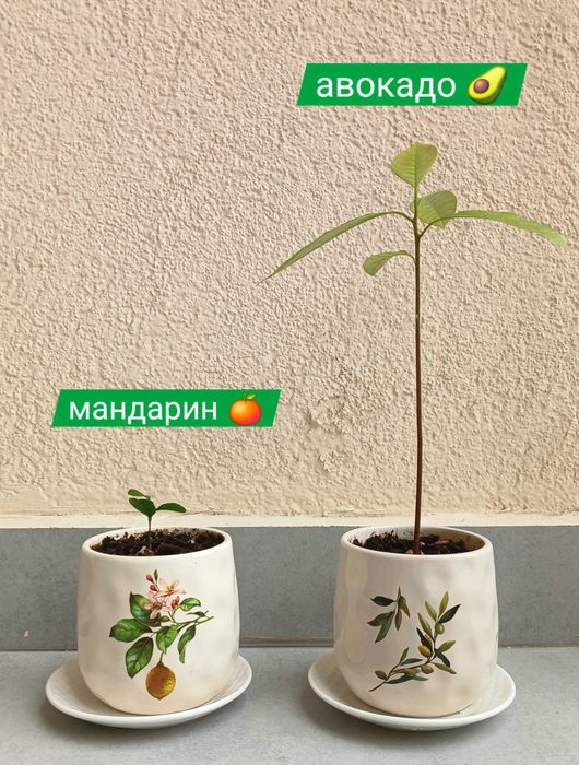Только до 10 мая! Экзотические растения для дома в горшке
