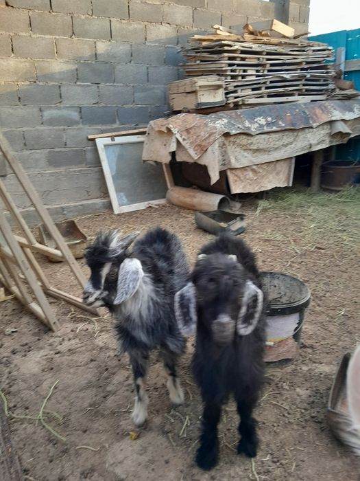 Ешкілер сатылады.