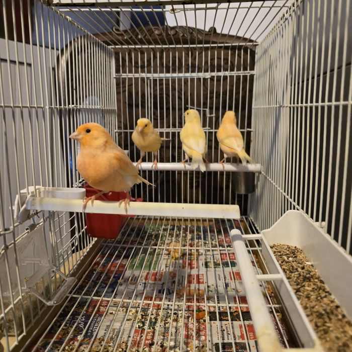 Vând canari de cantec