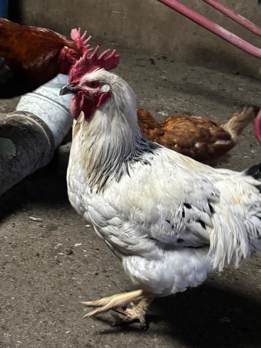 Продаю петухов 10 месяцев