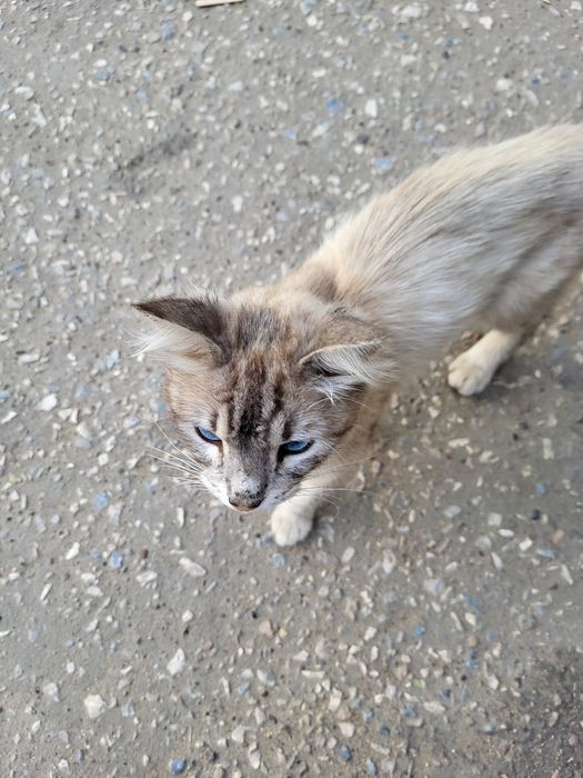 Ко двору прибился кот