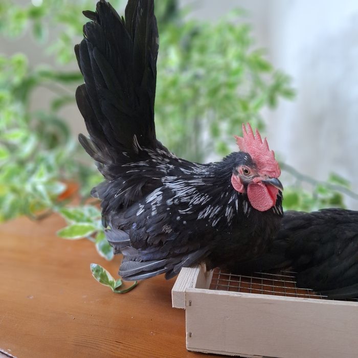 Декоративные курочки ШАБО