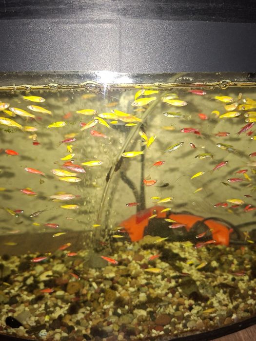 Рыбки акварельные дание меченосцы анцытрусы сомики гуппи продаю оптими