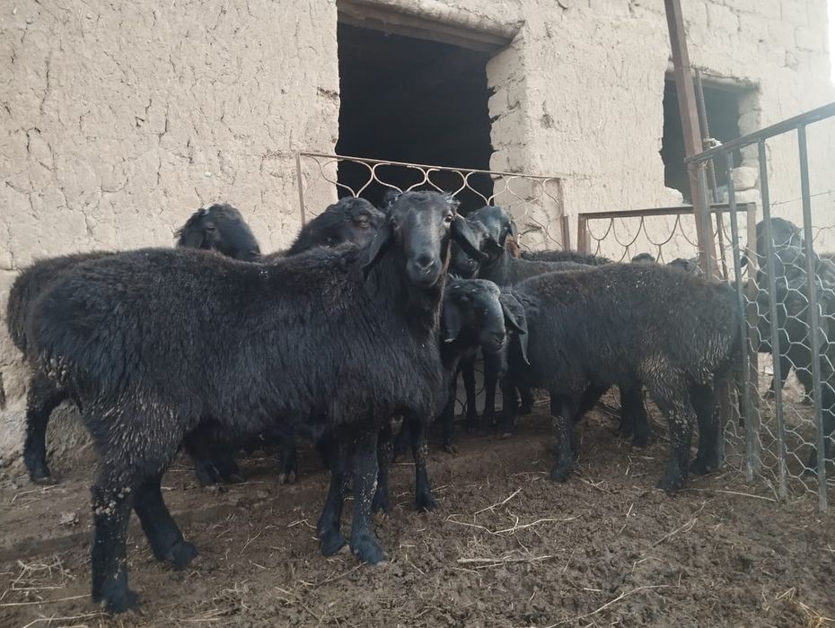 Тоқты қошқарлар сатылады