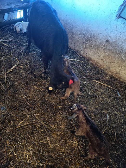 Capre fatate cu iezi