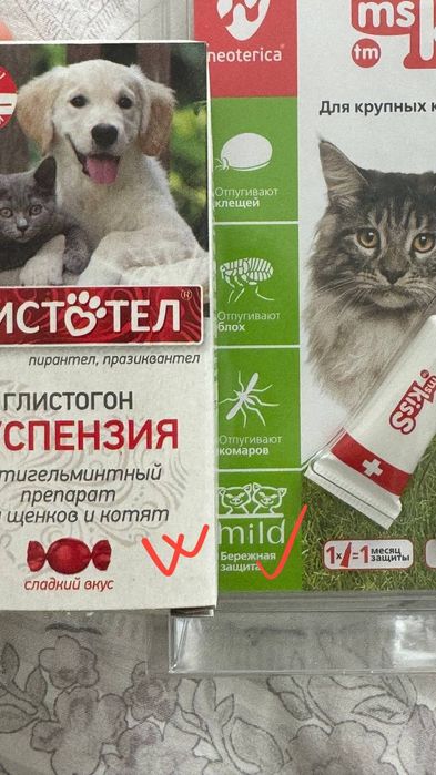 Порода Британский кот 6 месяц