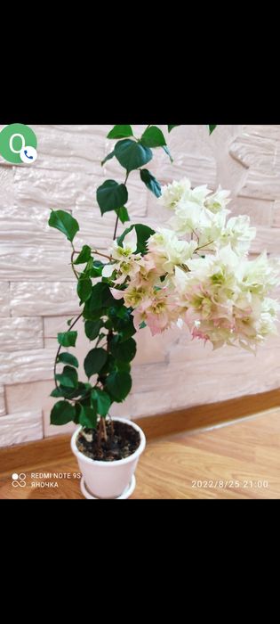 Продам черенки от 1000