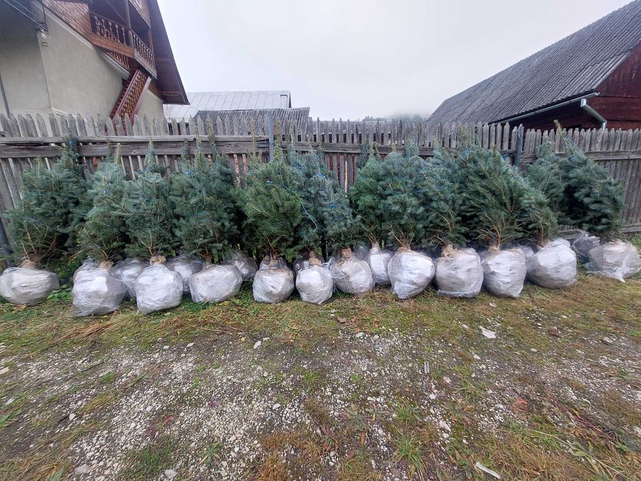 Molid argintiu Picea pungens glauca  Super Blue-calibru 100-125 cm