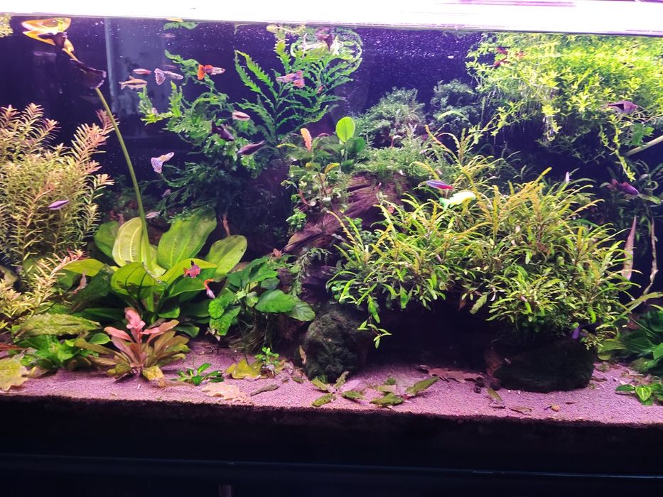 Аквариумные растения