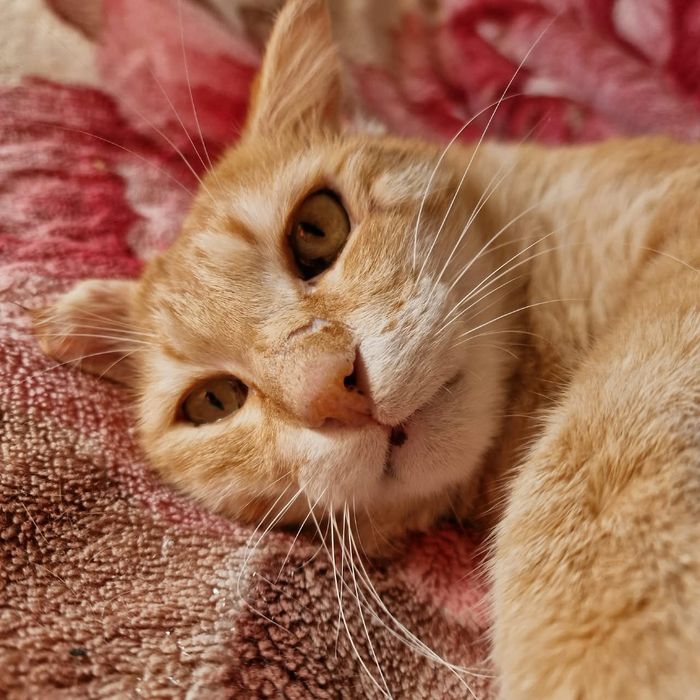 Сладкий котик Босс
