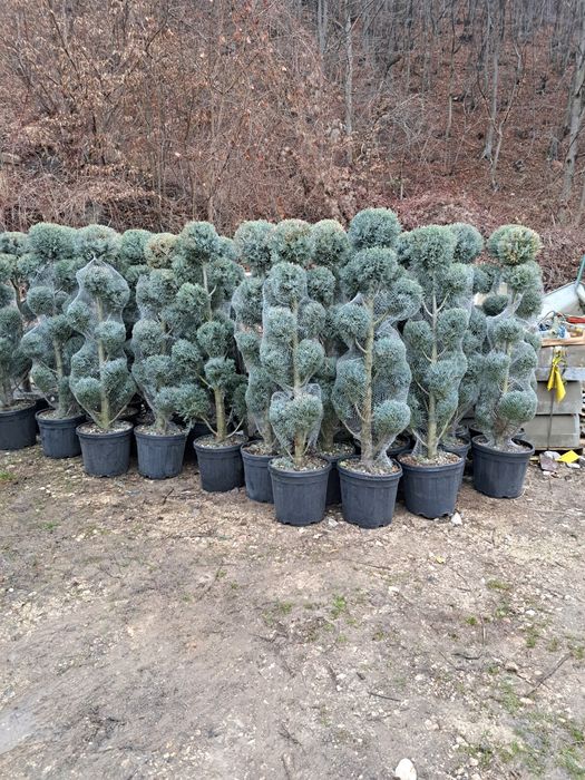 Tuia/Magnoli/Brazi/Mesteacan/Platani/Tei