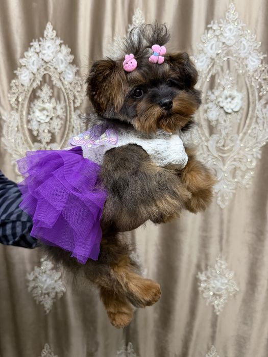 Мальтипу ( Помапу)