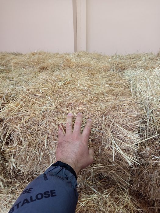 тог хашаги сони 50 дона