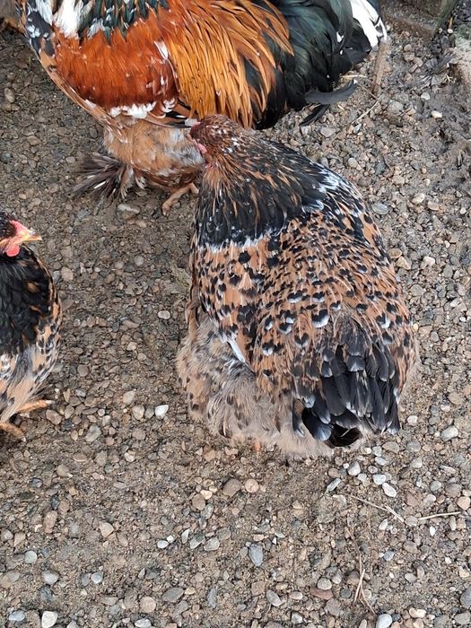 Vând ouă de incubat