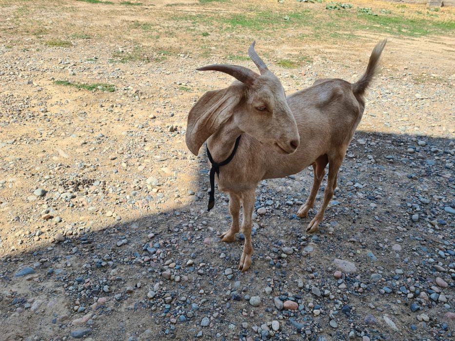 Ешкі лағымен козел с козленком