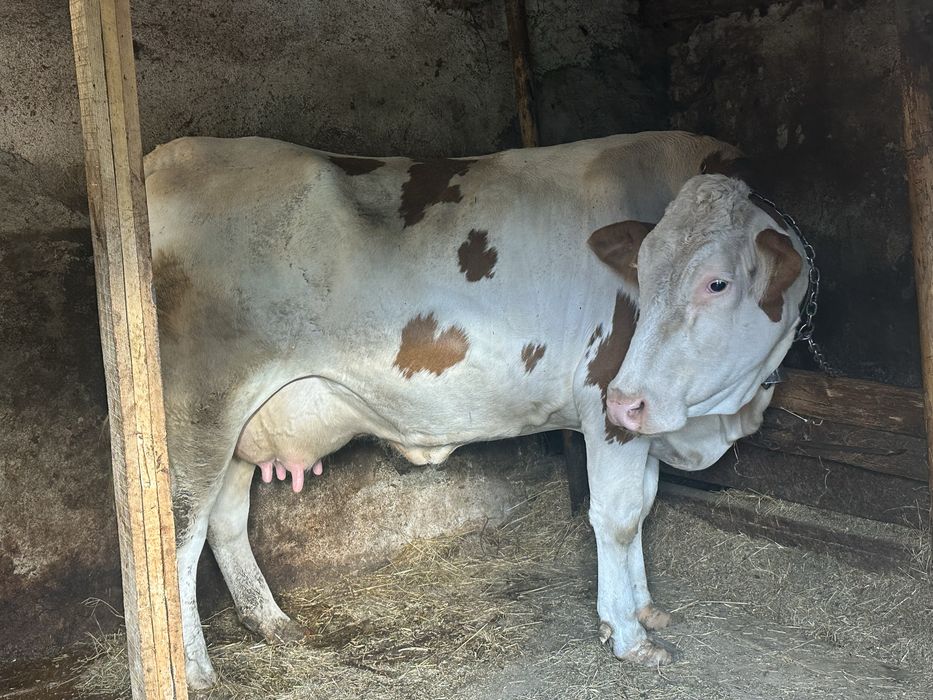 Vaca de vanzare, Judetul Cluj.