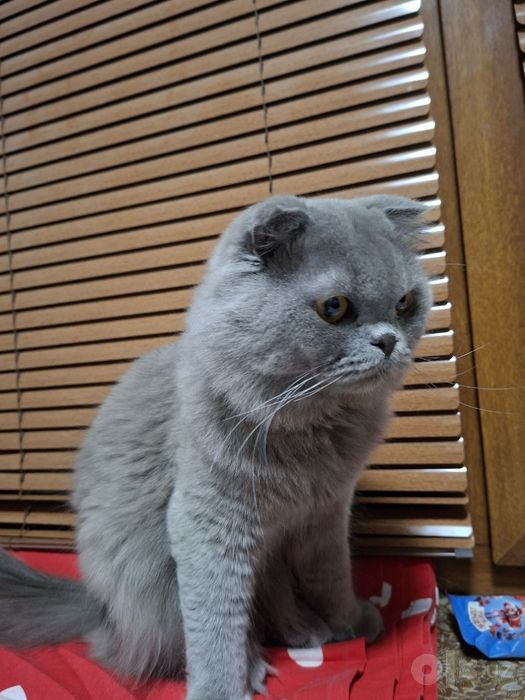 1  ярим ёш ўғил скоттиш фолд мушук