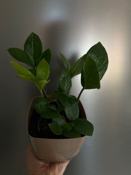 Цветы комнатные Алматы