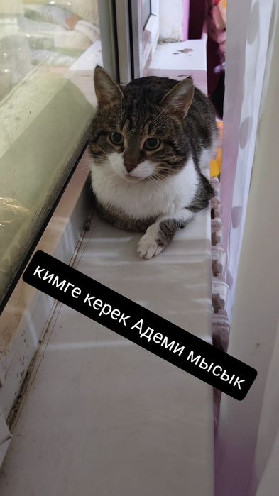 мысык беремин асрайтындар болса