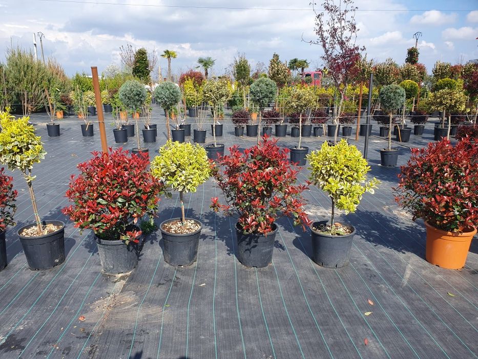 Camelia copac glob, Photinia plante ornamentale, maslin secular