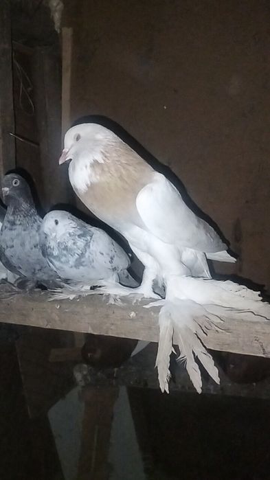 Дутыштар сатылады