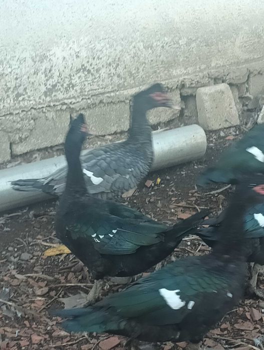 Rate mute de vanzare