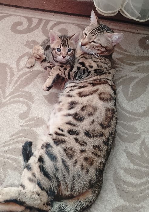 Бенгальские котята
