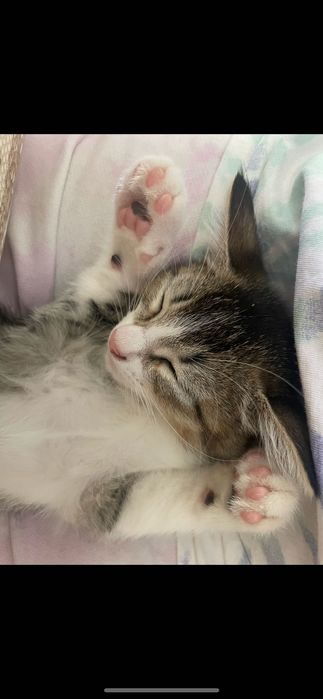 Котята в самые добрые руки